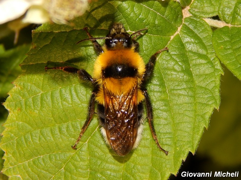 Bombus cfr. ruderatus atrocorbiculosus